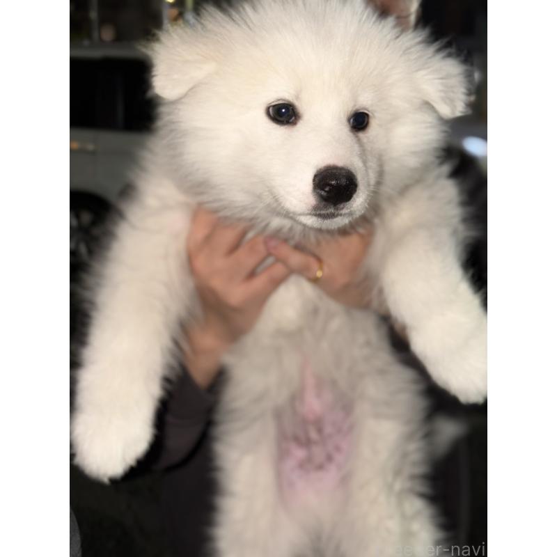 販売中の埼玉県のサモエド-449521の5枚目