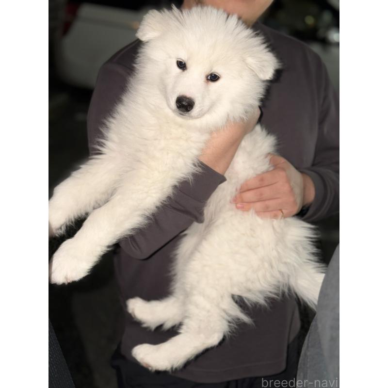 販売中の埼玉県のサモエド-449521の4枚目