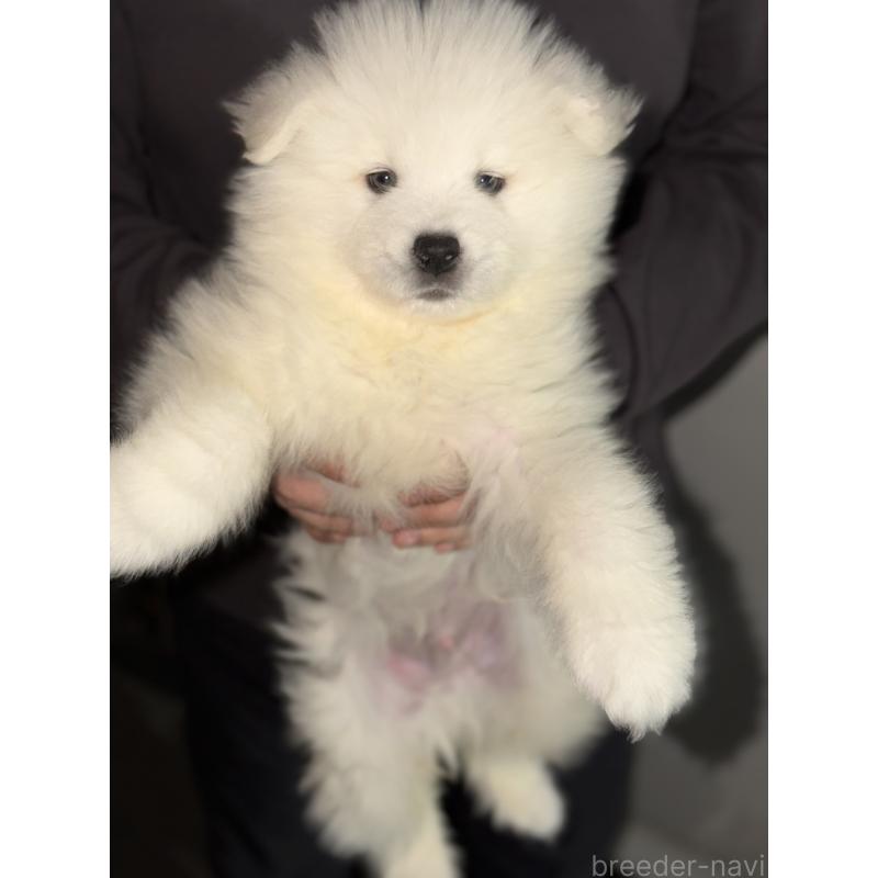 販売中の埼玉県のサモエド-449523の5枚目