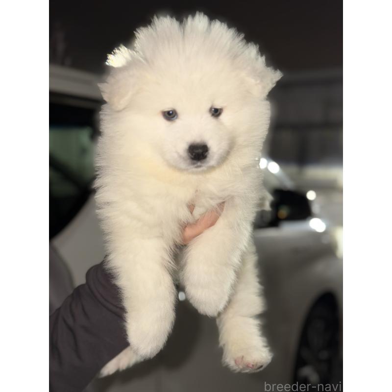 販売中の埼玉県のサモエド-449523の3枚目