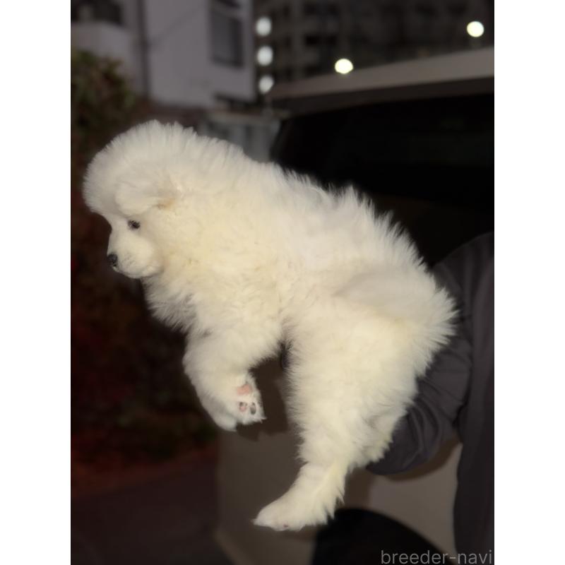 販売中の埼玉県のサモエド-449523の2枚目