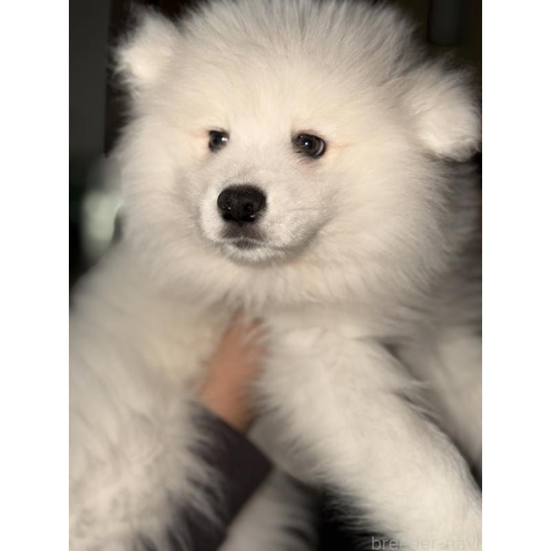 販売中の埼玉県のサモエド-449524の4枚目