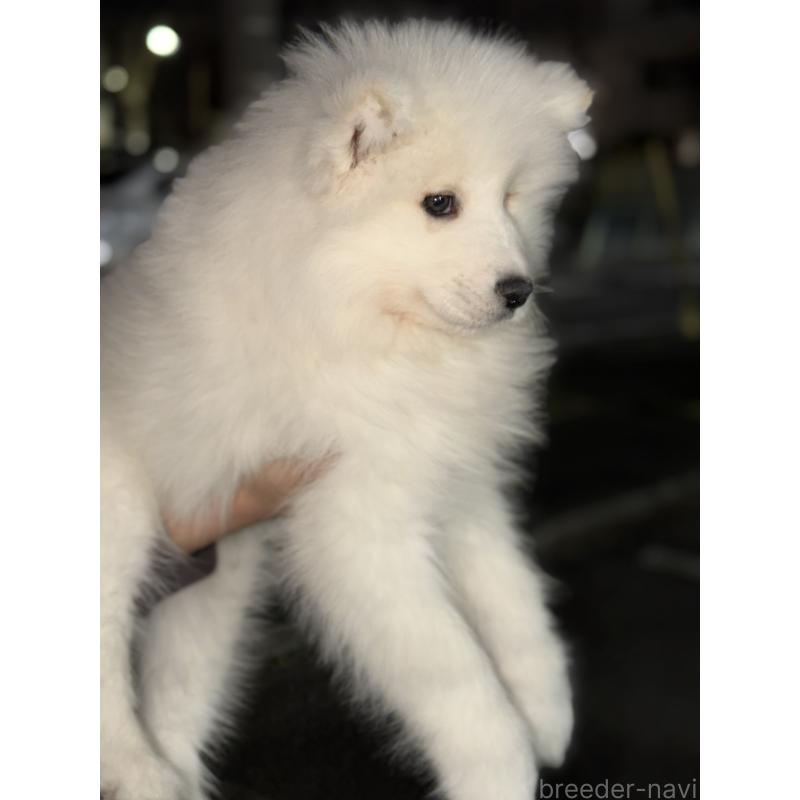 販売中の埼玉県のサモエド-449526の6枚目