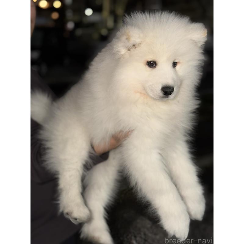 販売中の埼玉県のサモエド-449526の5枚目