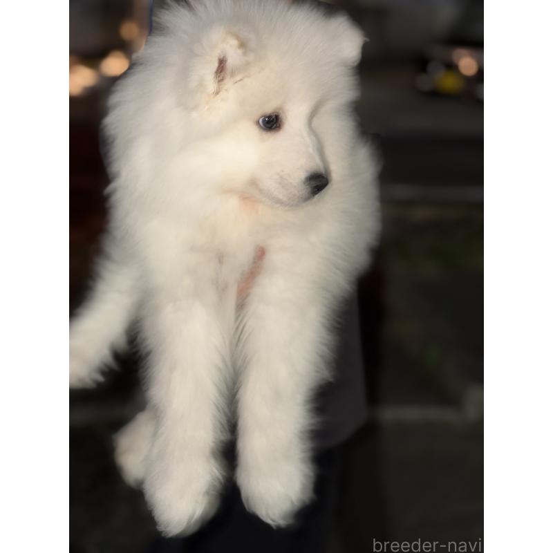 販売中の埼玉県のサモエド-449526の4枚目