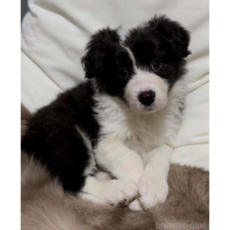 販売中の埼玉県のボーダーコリー-449527の5枚目