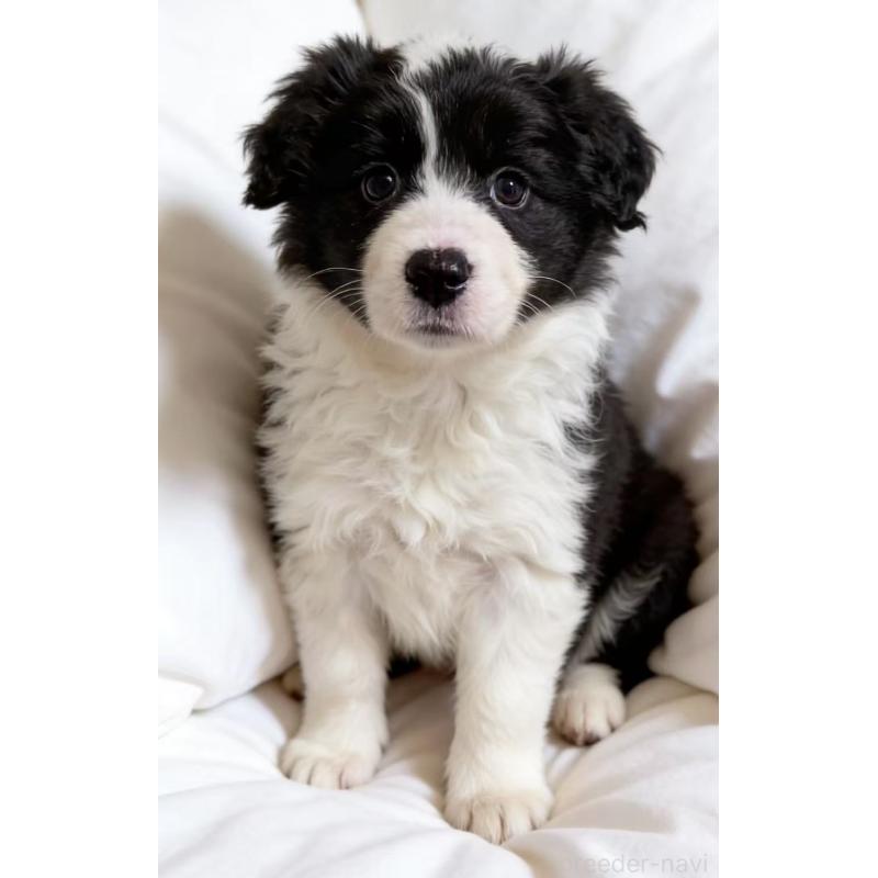 販売中の埼玉県のボーダーコリー-449527の3枚目