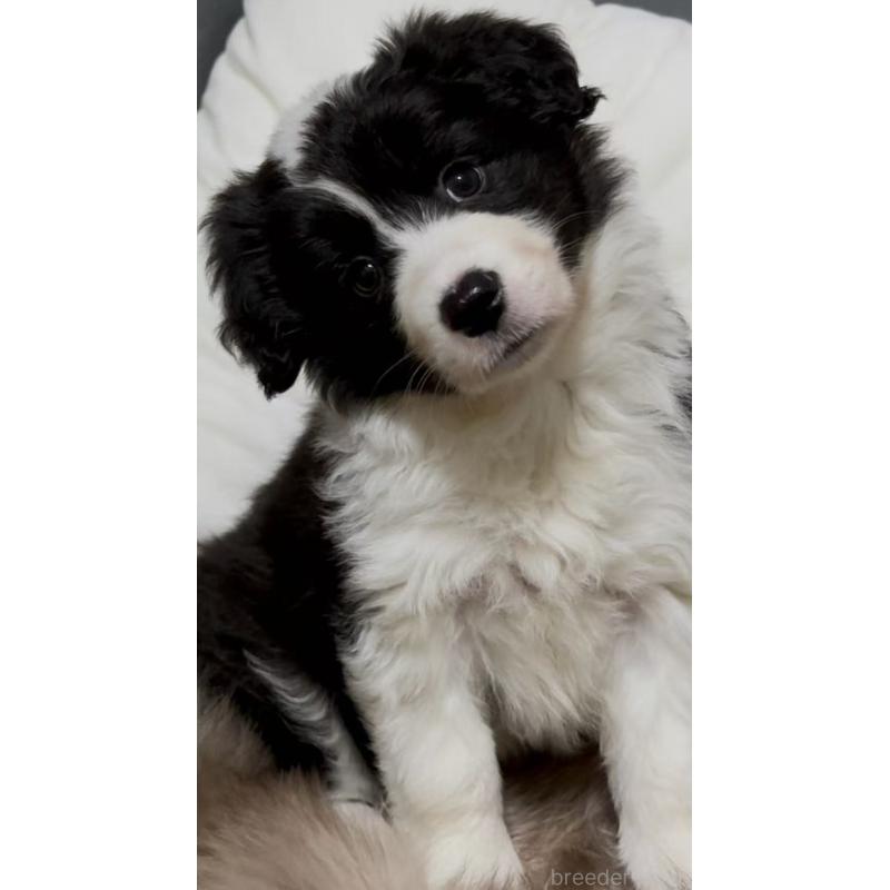 販売中の埼玉県のボーダーコリー-449527の2枚目