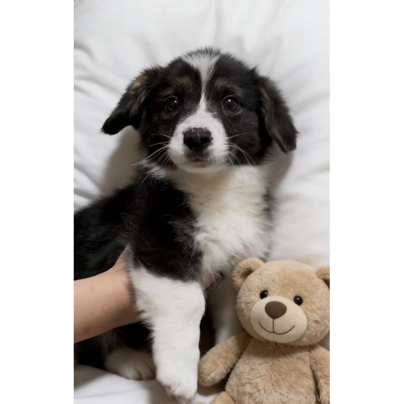 販売中の埼玉県のウェルシュコーギーペンブローク-449528の6枚目