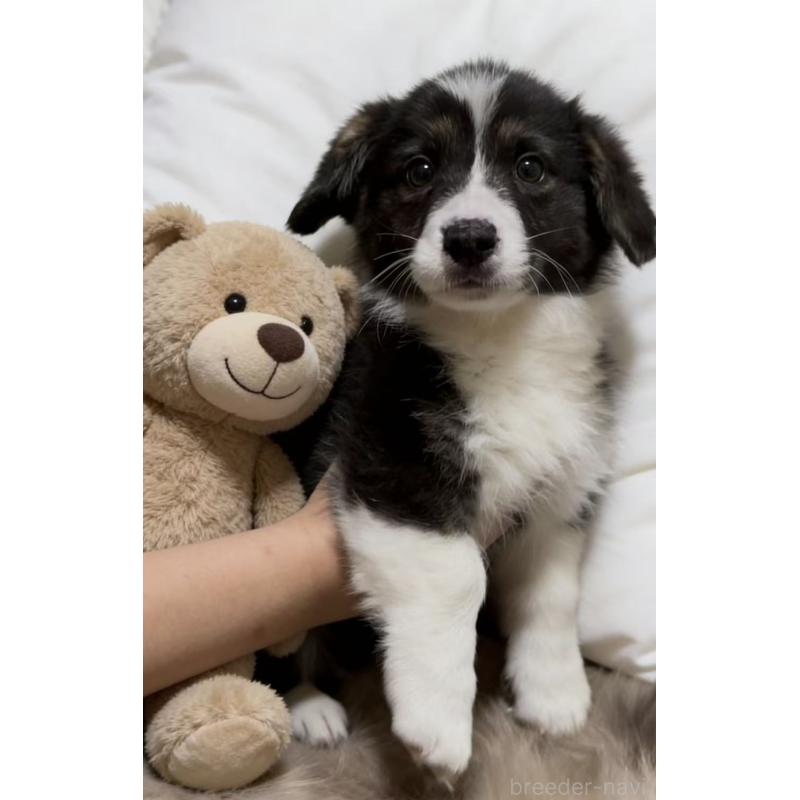 販売中の埼玉県のウェルシュコーギーペンブローク-449528の5枚目