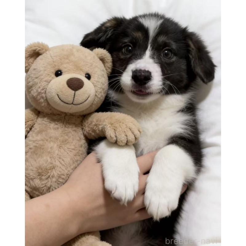 販売中の埼玉県のウェルシュコーギーペンブローク-449528の4枚目