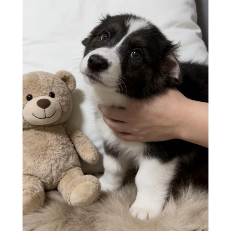 販売中の埼玉県のウェルシュコーギーペンブローク-449528の2枚目