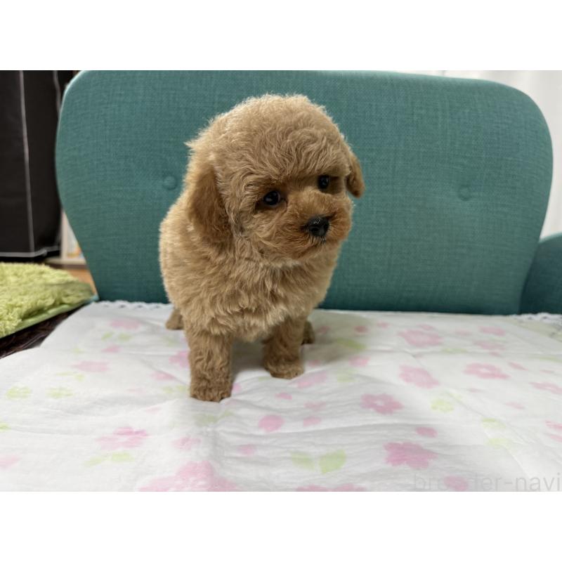 販売中の鹿児島県のトイプードル-449529の2枚目