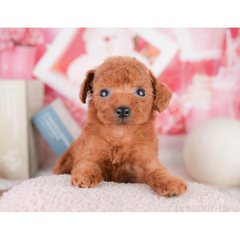 販売中の千葉県のタイニープードル-449567の1枚目