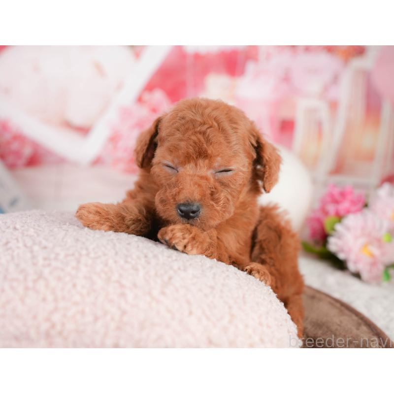 販売中の千葉県のタイニープードル-449567の10枚目