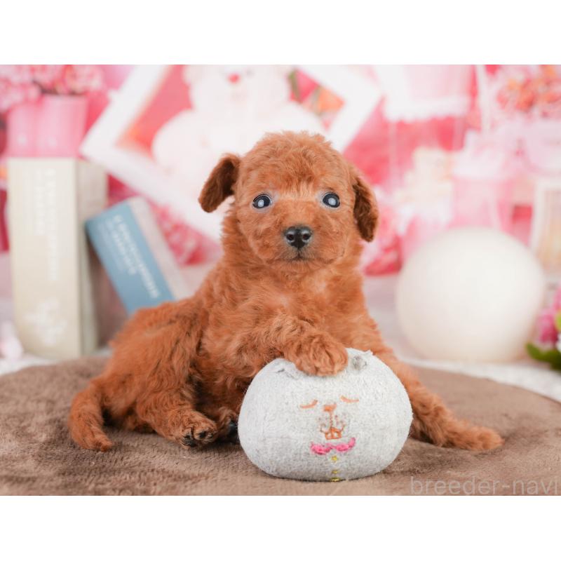 販売中の千葉県のタイニープードル-449567の9枚目