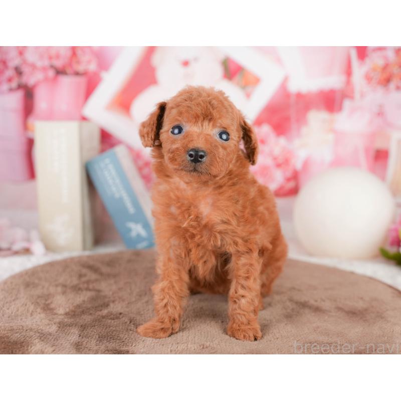 販売中の千葉県のタイニープードル-449567の7枚目