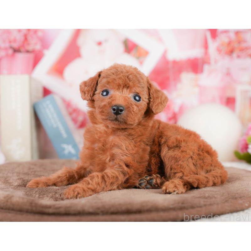 販売中の千葉県のタイニープードル-449567の6枚目