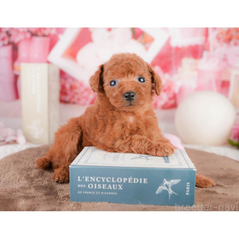 販売中の千葉県のタイニープードル-449567の5枚目