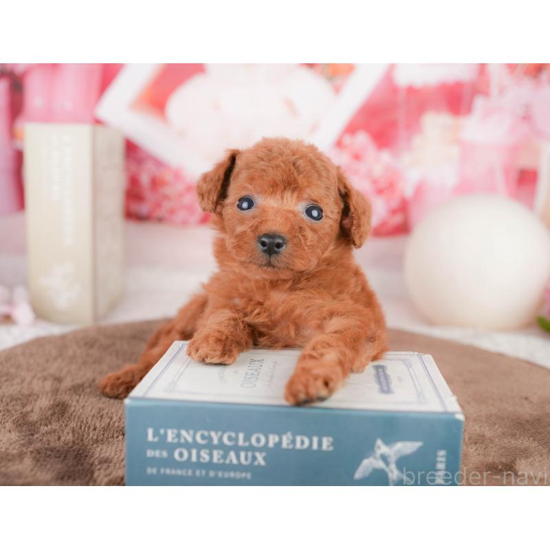 販売中の千葉県のタイニープードル-449567の4枚目