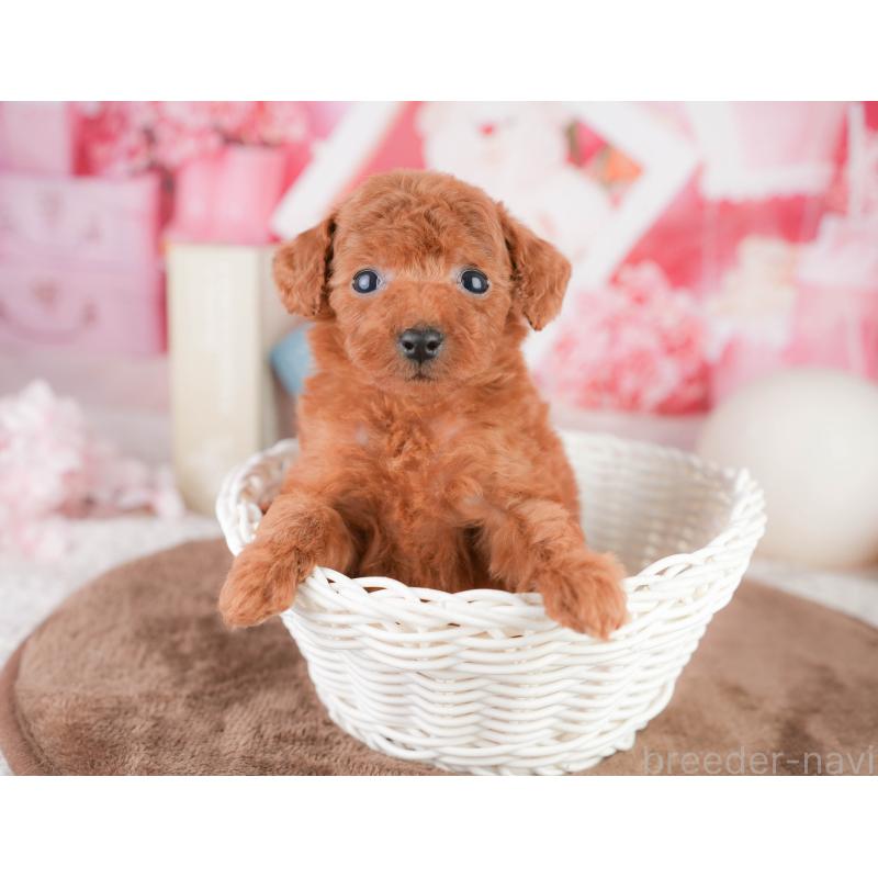 販売中の千葉県のタイニープードル-449567の3枚目