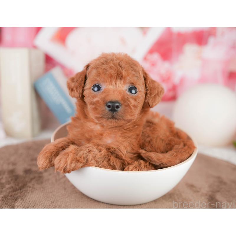 販売中の千葉県のタイニープードル-449567の2枚目