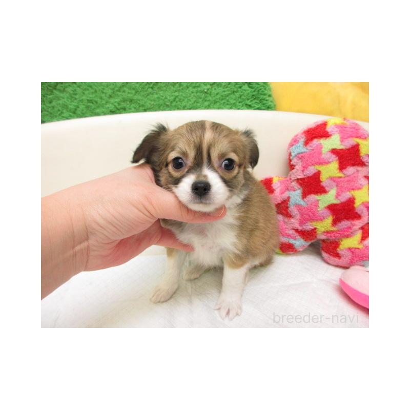 販売中の大阪府のチワワ(ロングコート)-449566の2枚目