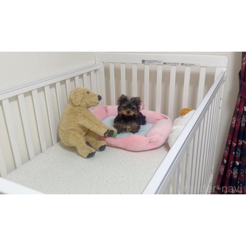 販売中の東京都のヨークシャーテリア-449570の6枚目