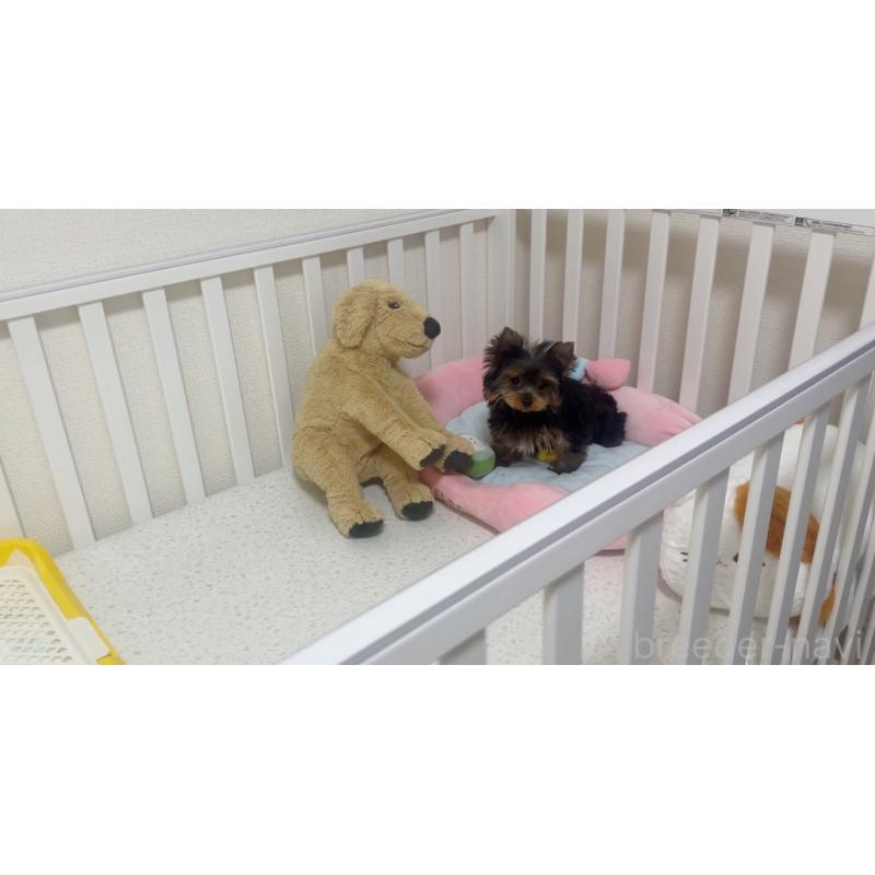 販売中の東京都のヨークシャーテリア-449570の5枚目