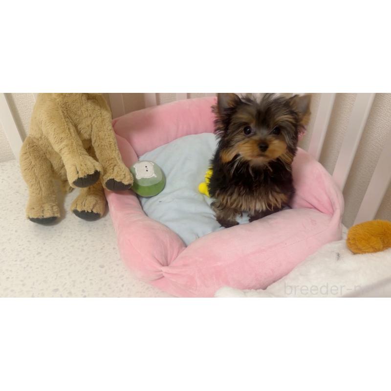 販売中の東京都のヨークシャーテリア-449570の4枚目