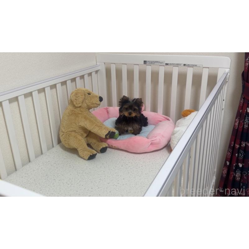 販売中の東京都のヨークシャーテリア-449570の3枚目