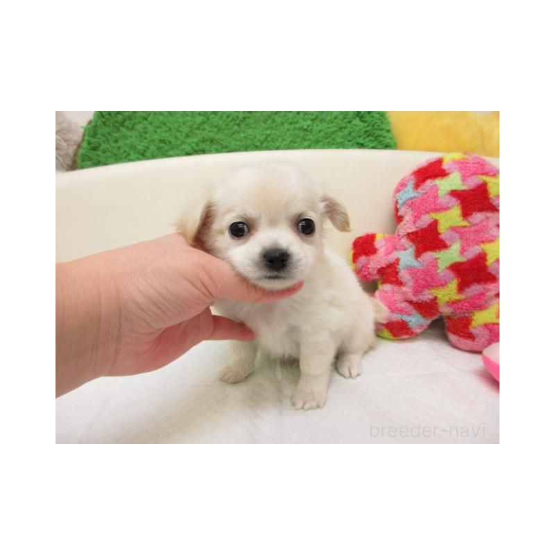 販売中の大阪府のチワワ(ロングコート)-449571の2枚目