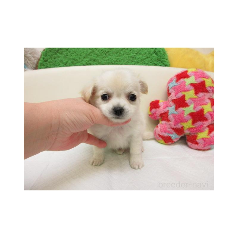 販売中の大阪府のチワワ(ロングコート)-449571の1枚目