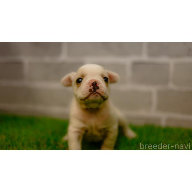 販売中の三重県のフレンチブルドッグ-449572の8枚目