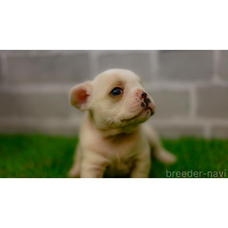 販売中の三重県のフレンチブルドッグ-449572の7枚目