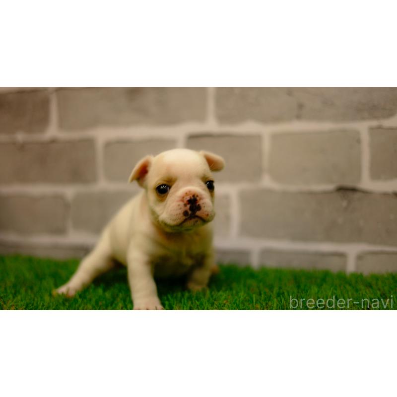 販売中の三重県のフレンチブルドッグ-449572の6枚目