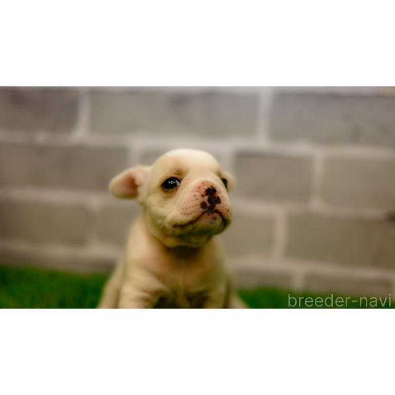 販売中の三重県のフレンチブルドッグ-449572の5枚目