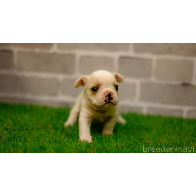 販売中の三重県のフレンチブルドッグ-449572の4枚目