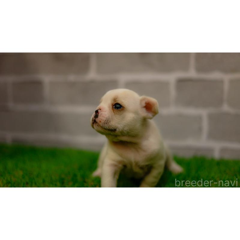 販売中の三重県のフレンチブルドッグ-449572の3枚目