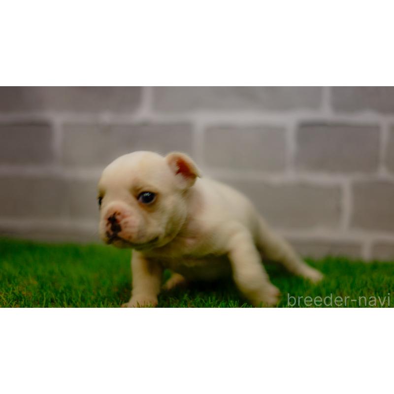 販売中の三重県のフレンチブルドッグ-449572の2枚目