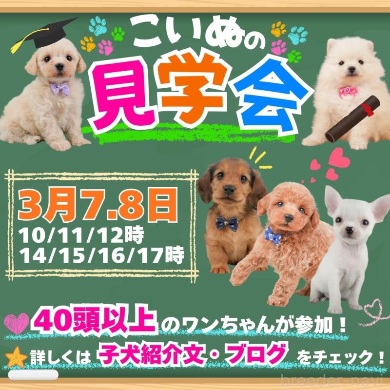 販売中の静岡県のマルシーズー:マルチーズ×シーズー-446906の3枚目