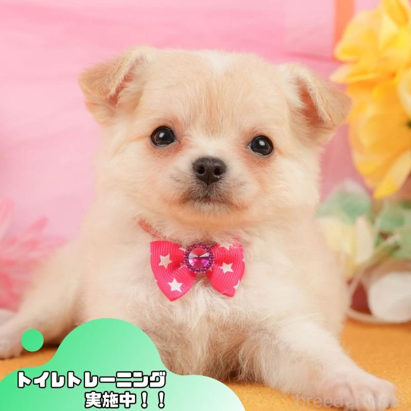 販売中の静岡県のチワワ(ロングコート)-448175