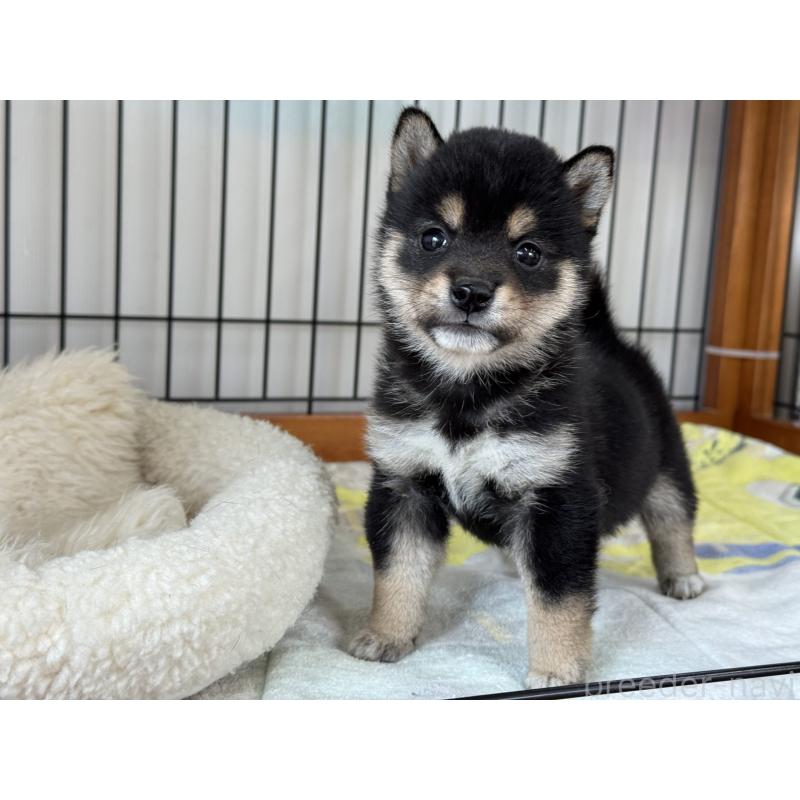 販売中の岡山県の豆柴-449573の5枚目