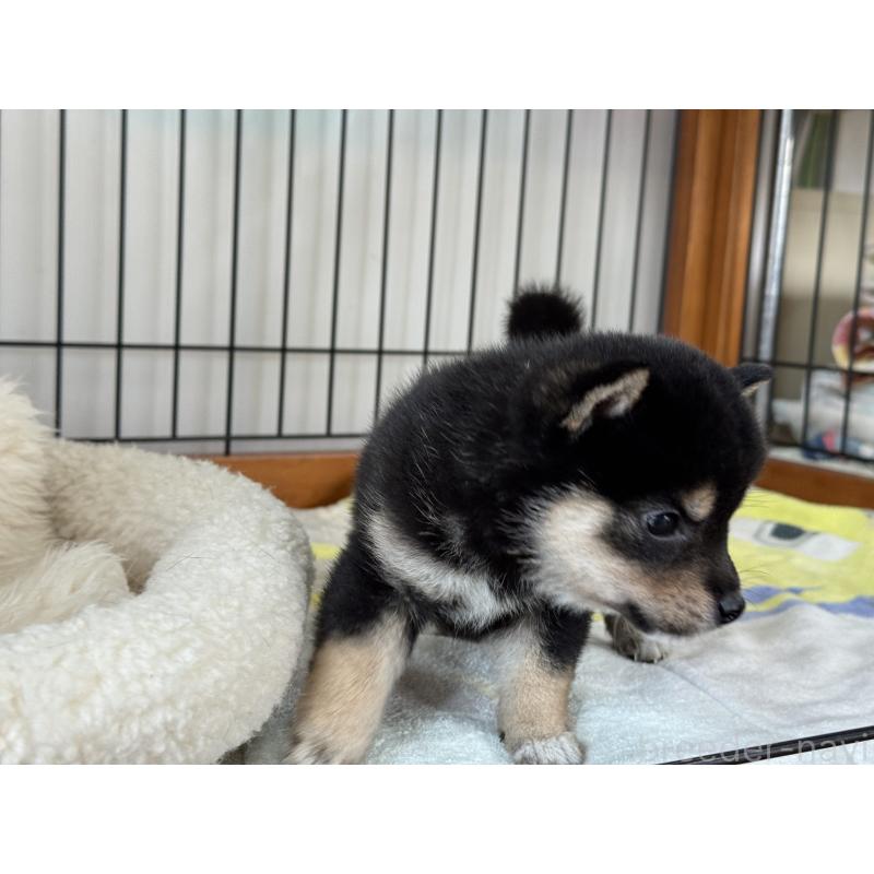 販売中の岡山県の豆柴-449573の3枚目