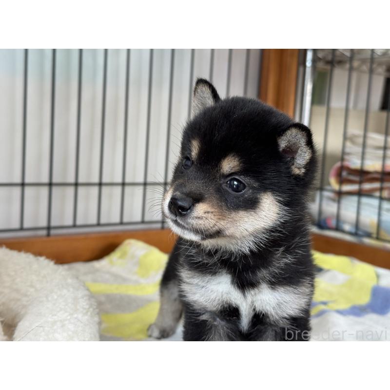 販売中の岡山県の豆柴-449573の2枚目