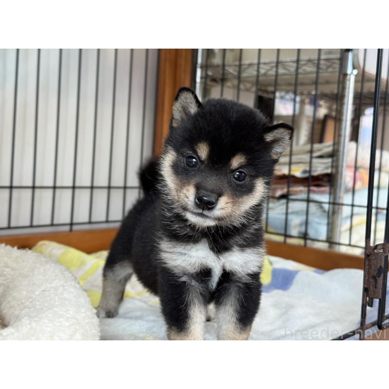 販売中のの豆柴-449573