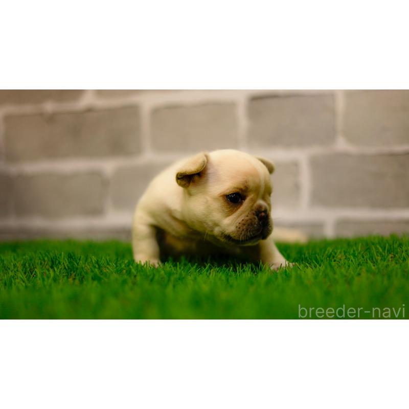 販売中の三重県のフレンチブルドッグ-449574の10枚目