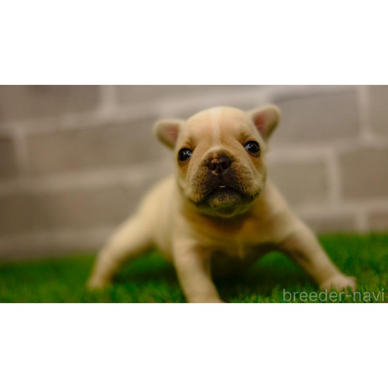 販売中の三重県のフレンチブルドッグ-449574の9枚目