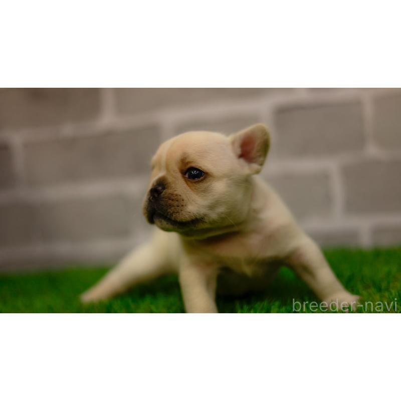 販売中の三重県のフレンチブルドッグ-449574の8枚目