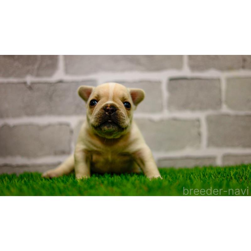 販売中の三重県のフレンチブルドッグ-449574の7枚目